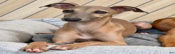 Italian Greyhound dogs for sale: Jersey - Ad 5