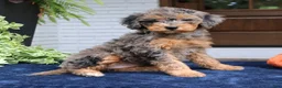 Mini Bernedoodle dogs for sale: Mary  - Ad 3