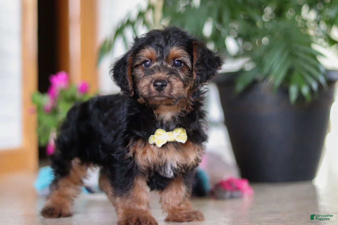 Yorkiepoo dogs for sale: Jaden - Ad 5