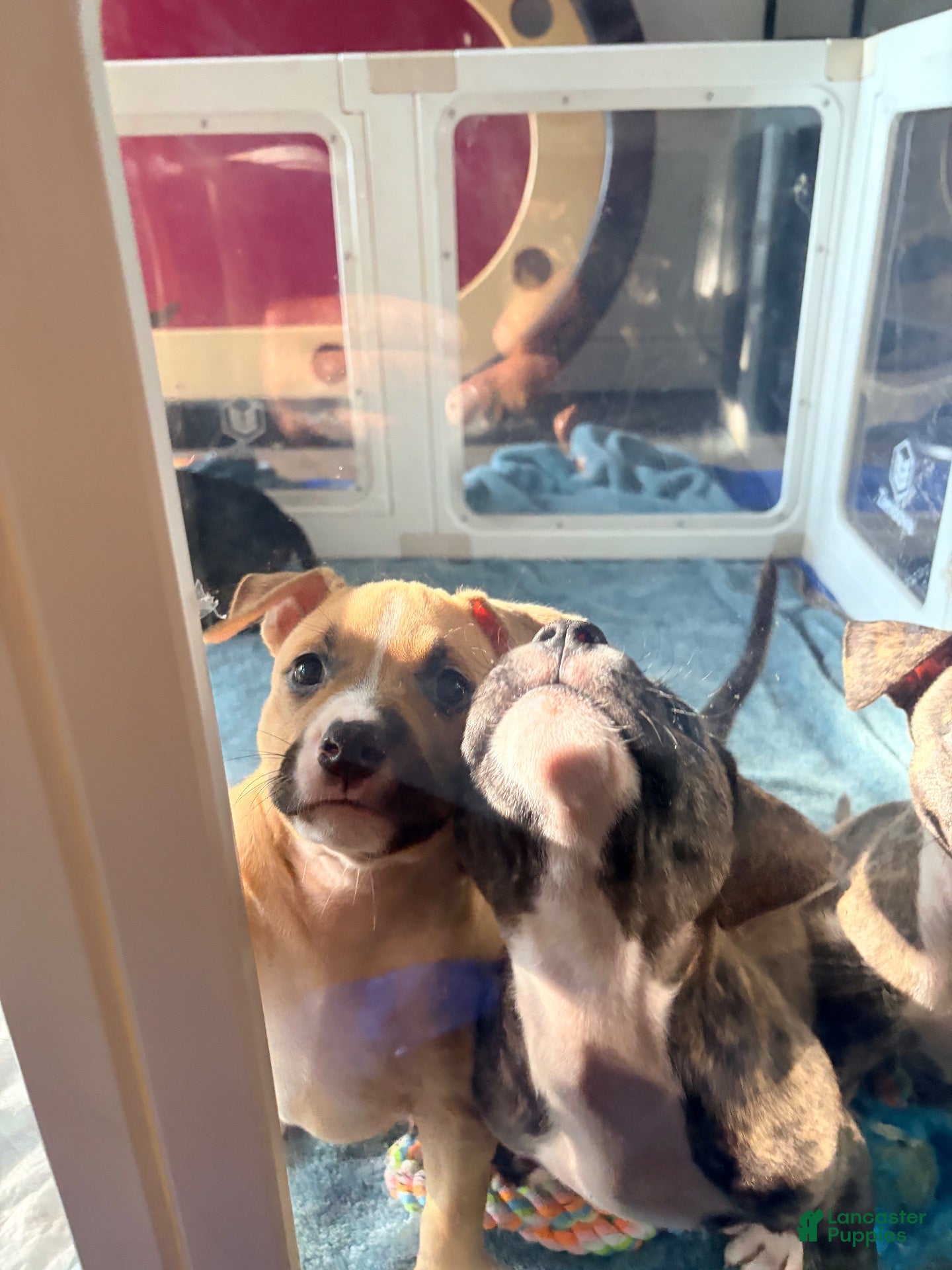 American Bully dogs American Bully 4 - Ad 5