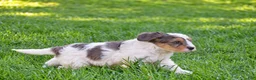 Mixed Breed dogs for sale: Sterling - Mini Bernedoodle - Ad 10