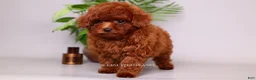 Toy Poodle dogs for sale: HELIOS — FIERY RED TOY POODLE BOY - Ad 3
