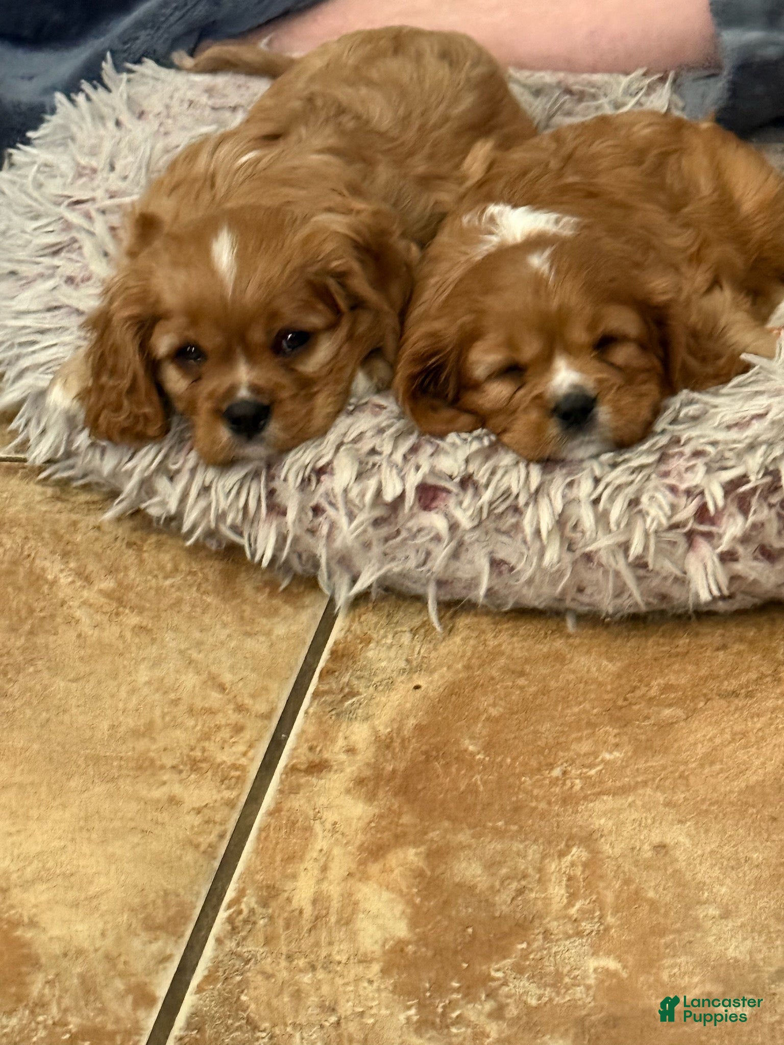 Cavalier King Charles Spaniel dogs Cavalier King Charles Spaniel Puppy 1 - Ad 6
