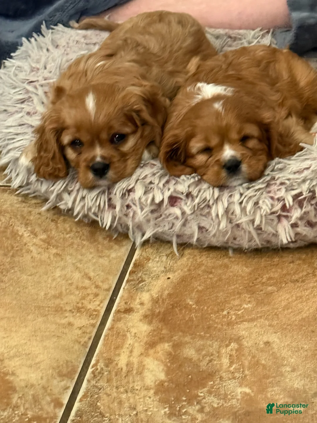 Cavalier King Charles Spaniel dogs for sale: Cavalier King Charles Spaniel Puppy 1 - Ad 1