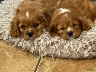 Cavalier King Charles Spaniel dogs Cavalier King Charles Spaniel Puppy 1 - Ad 6