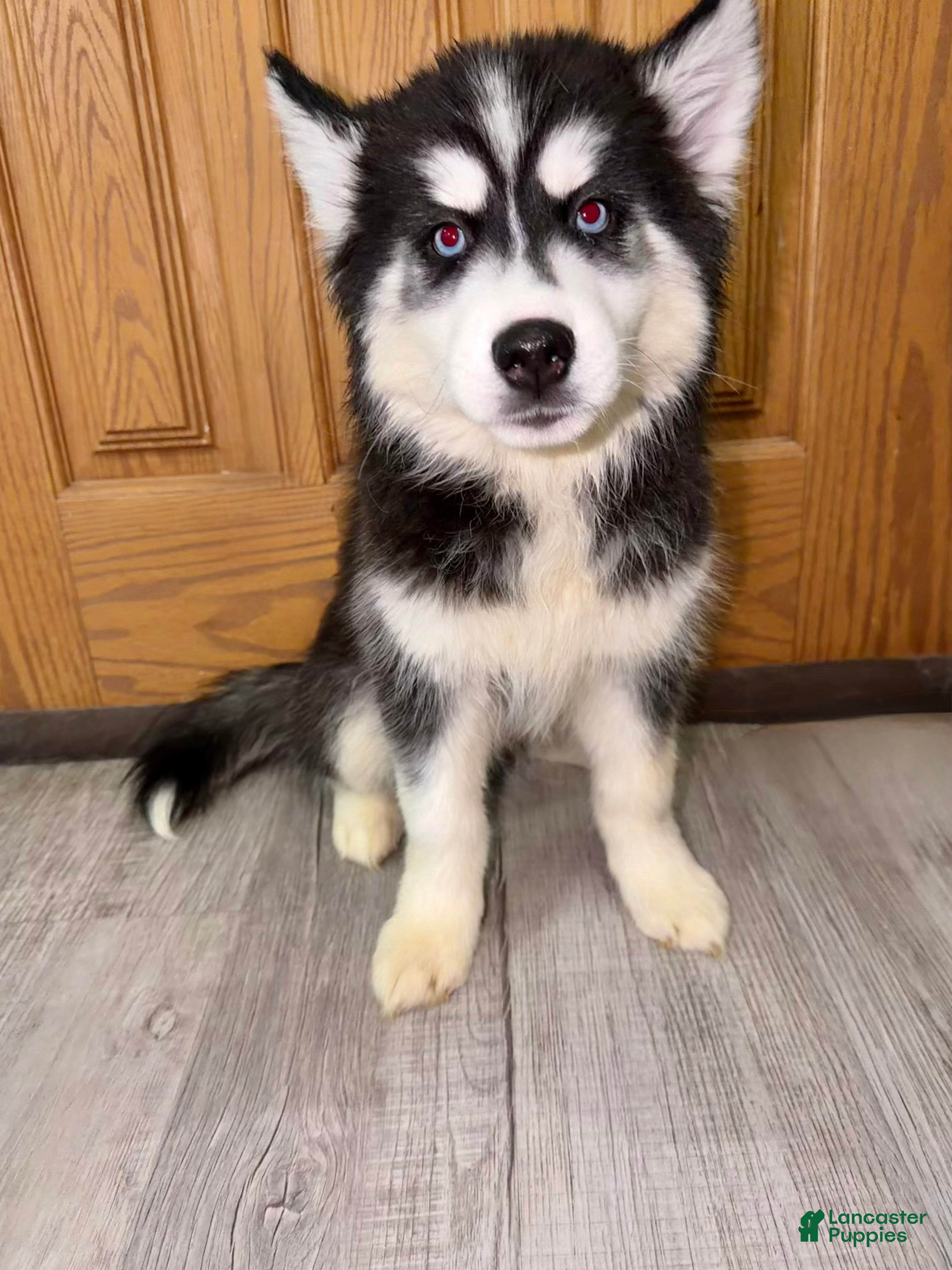 Siberian Husky dogs Siberian Husky Puppy 2 - Ad 2