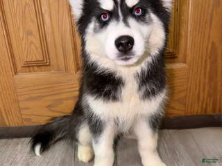 Siberian Husky dogs Siberian Husky Puppy 2 - Ad 14