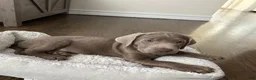 Labrador Retriever dogs for sale: AKC Registered Silver Labrador Retriever Puppy – Female - Ad 3