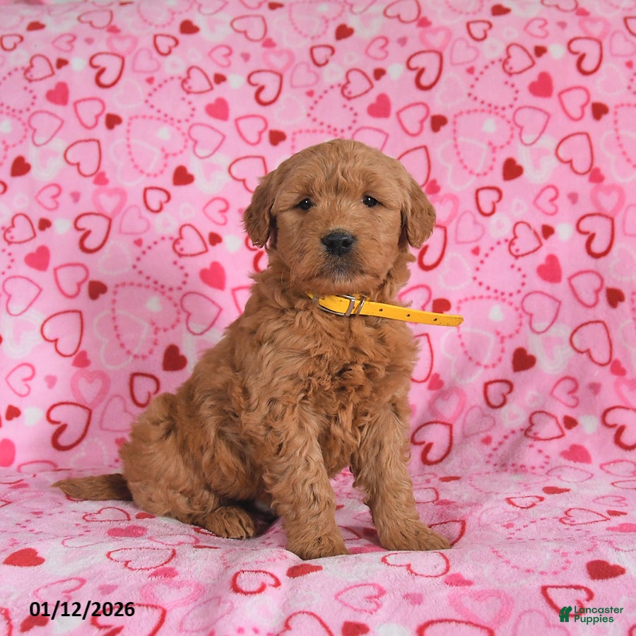 Goldendoodle dogs Bolt - Ad 14