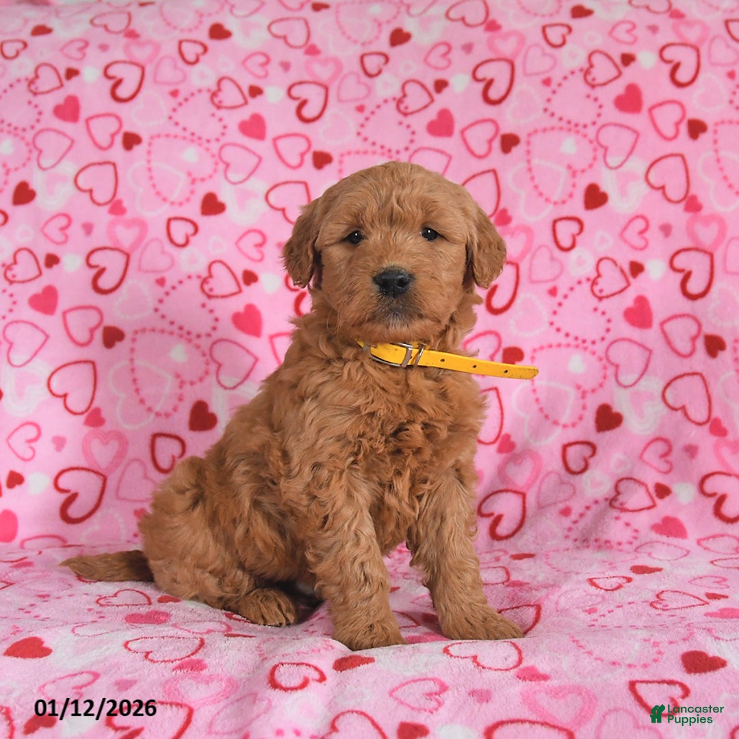 Goldendoodle dogs for sale: Bolt - Ad 1