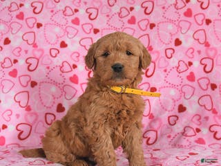 Goldendoodle dogs Bolt - Ad 14