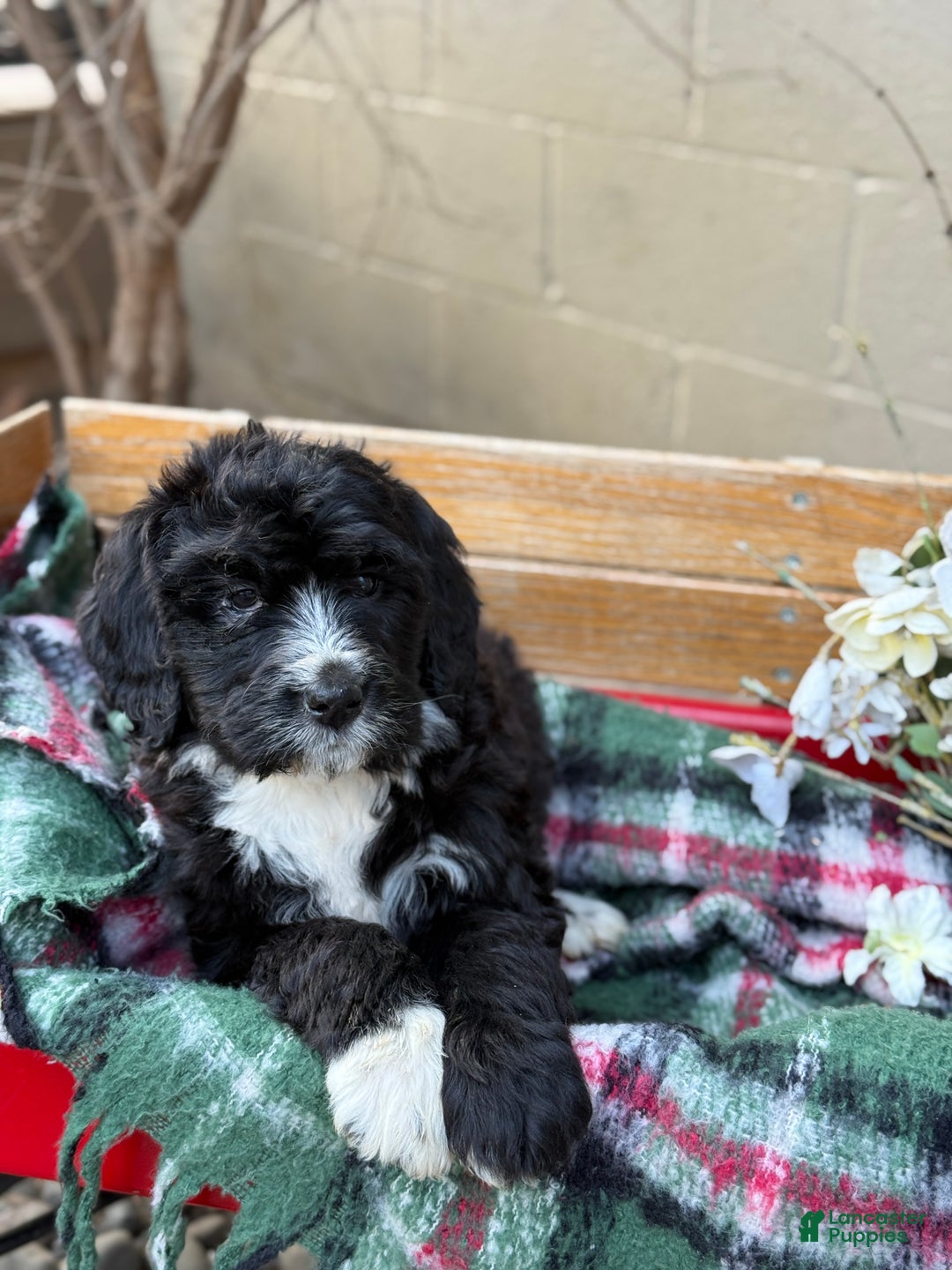 Mixed Breed dogs for sale: Rusty - Ad 7