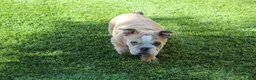 English Bulldog dogs for sale: Browny  - Ad 4