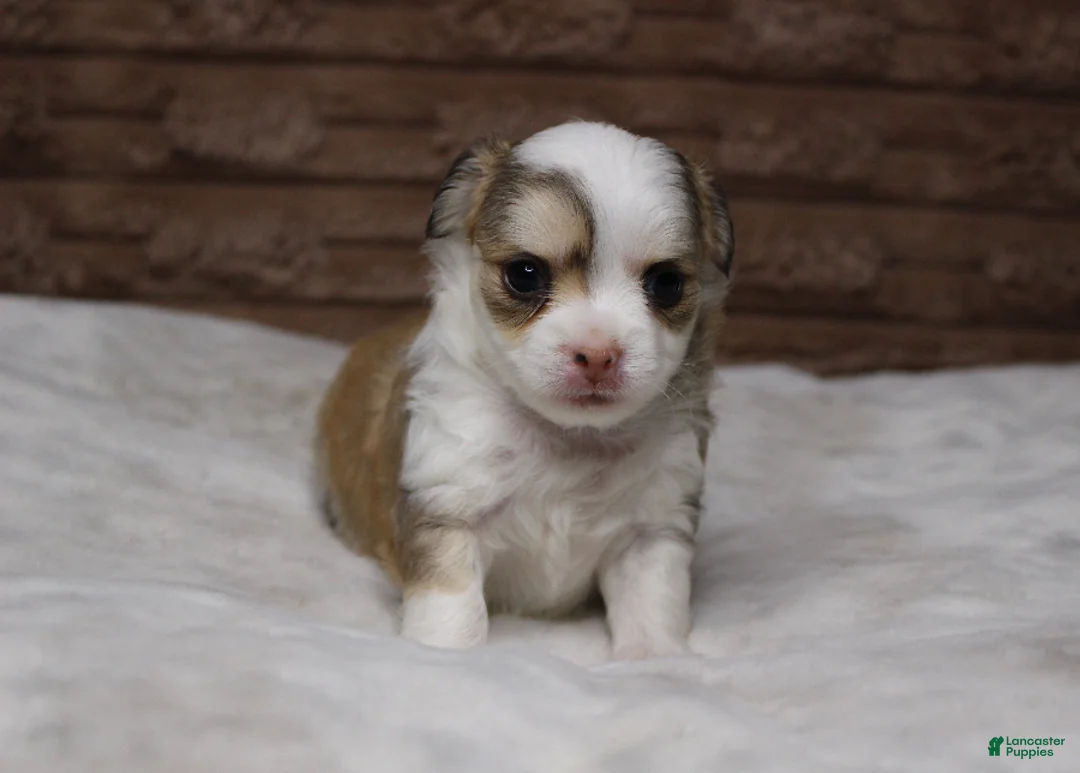 Chihuahua dogs for sale: Peanut - Ad 1