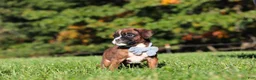Boxer dogs for sale: Benji - Ad 3