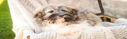 Havanese dogs for sale: Biscotti - Ad 2