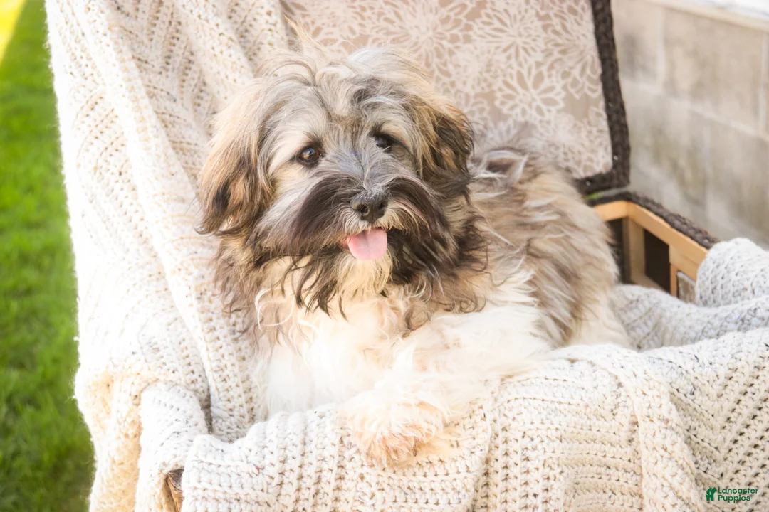 Havanese dogs for sale: Biscotti - Ad 2