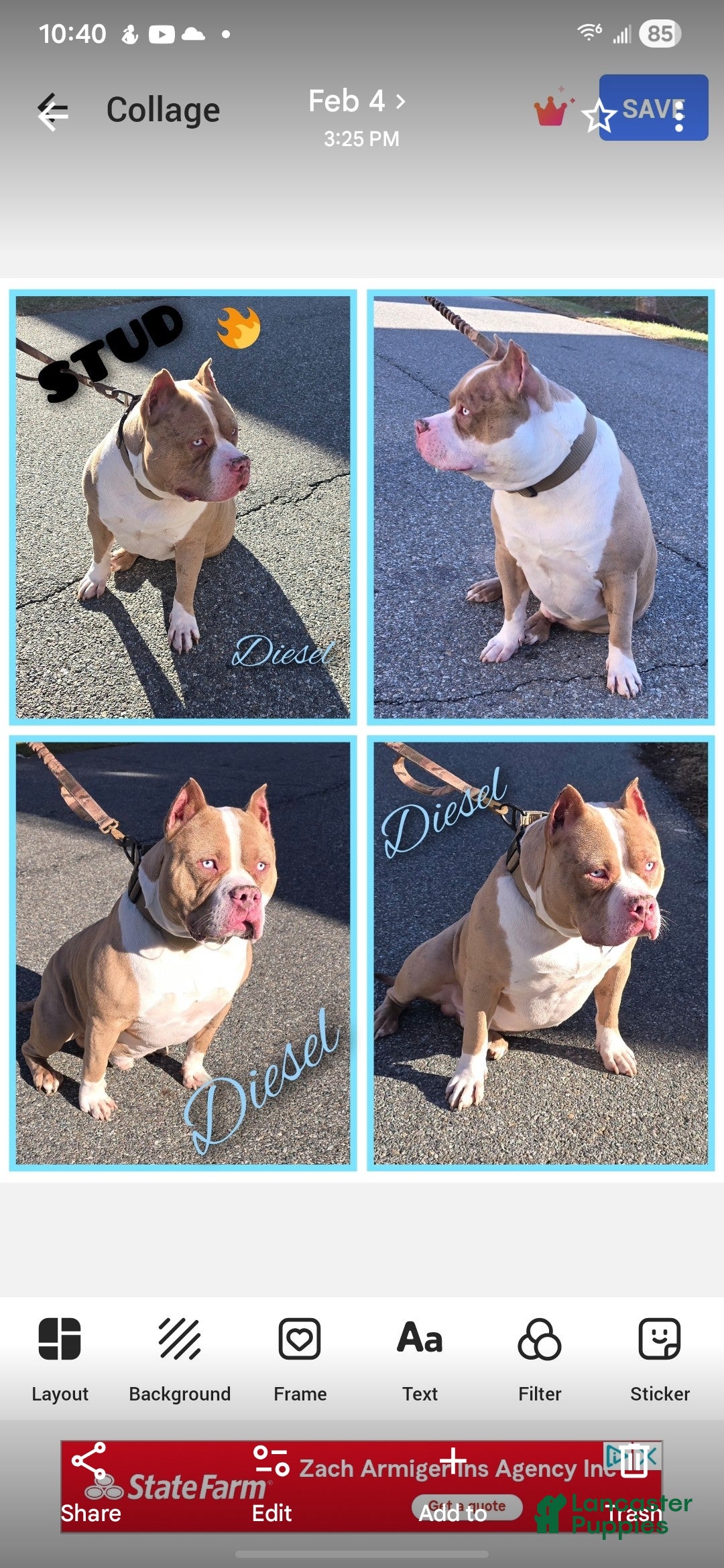 American Bully dogs for stud: Diesel - Ad 2
