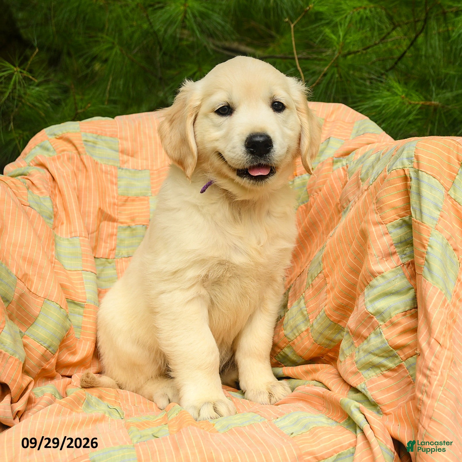 Golden Retriever dogs Lilly - Ad 1