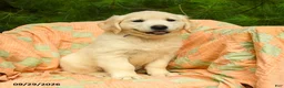 Golden Retriever dogs for sale: Lilly - Ad 1