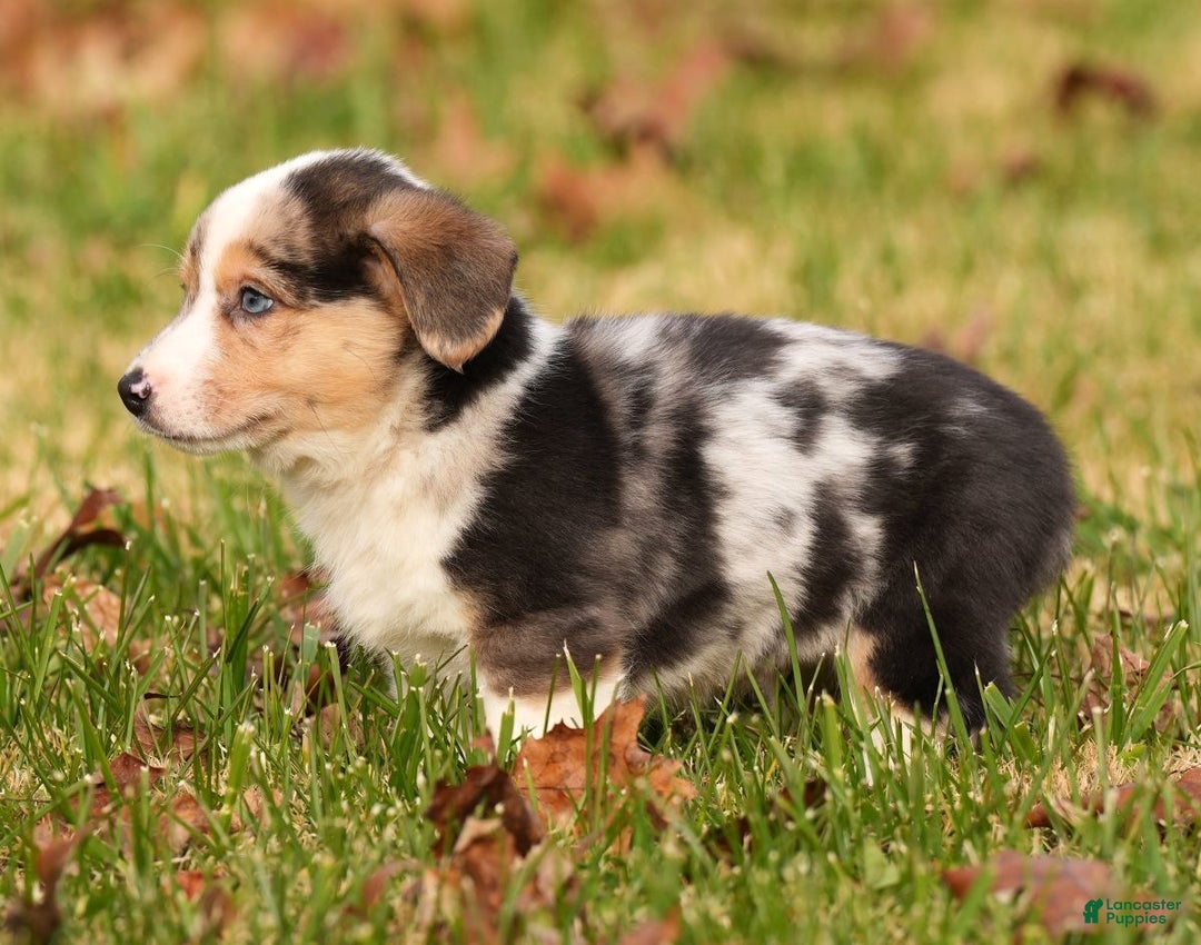 Welsh Corgi Pembroke dogs for sale: Ricky - Ad 6