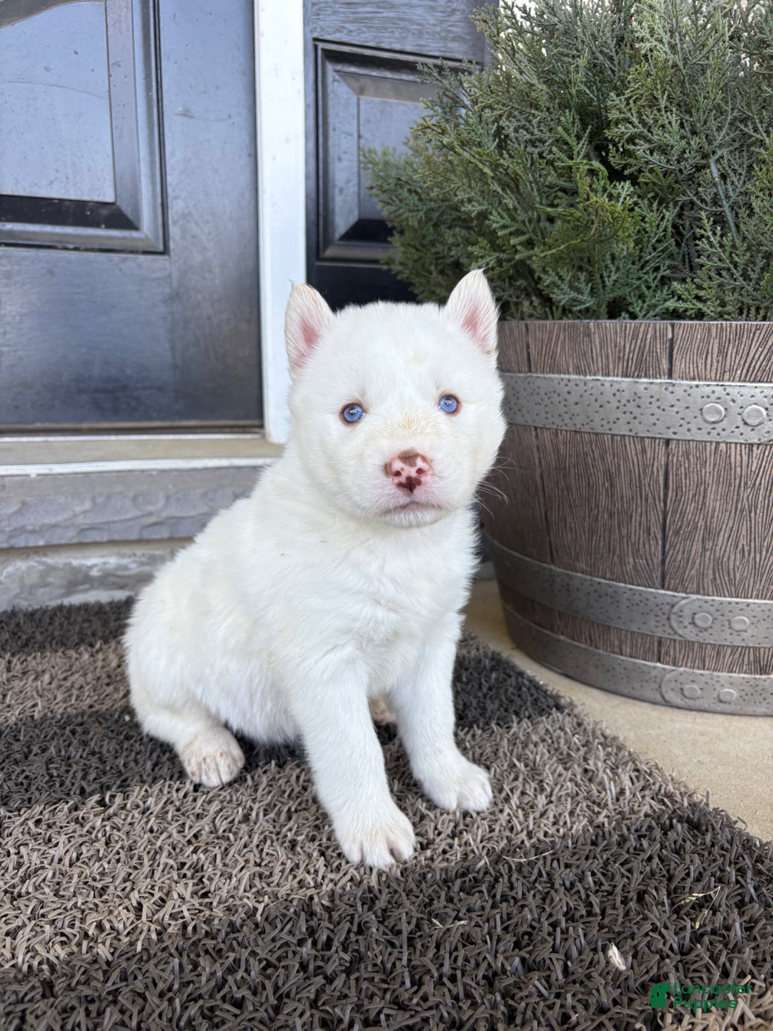 Siberian Husky dogs Sean - Ad 32