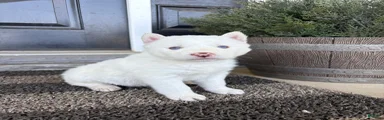 Sean