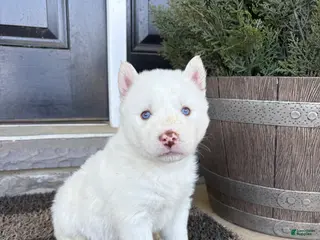 Siberian Husky dogs Sean - Ad 27