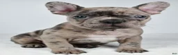 Frenchton dogs for sale: Frank - Ad 3