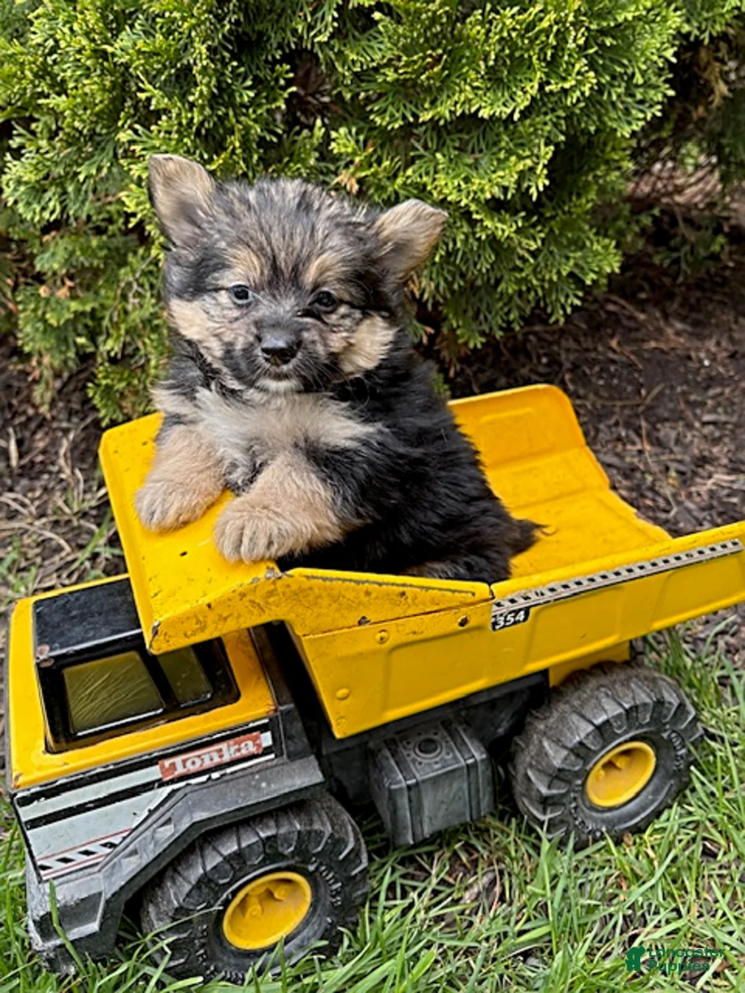 Mixed Breed dogs for sale: Rocco - Ad 1