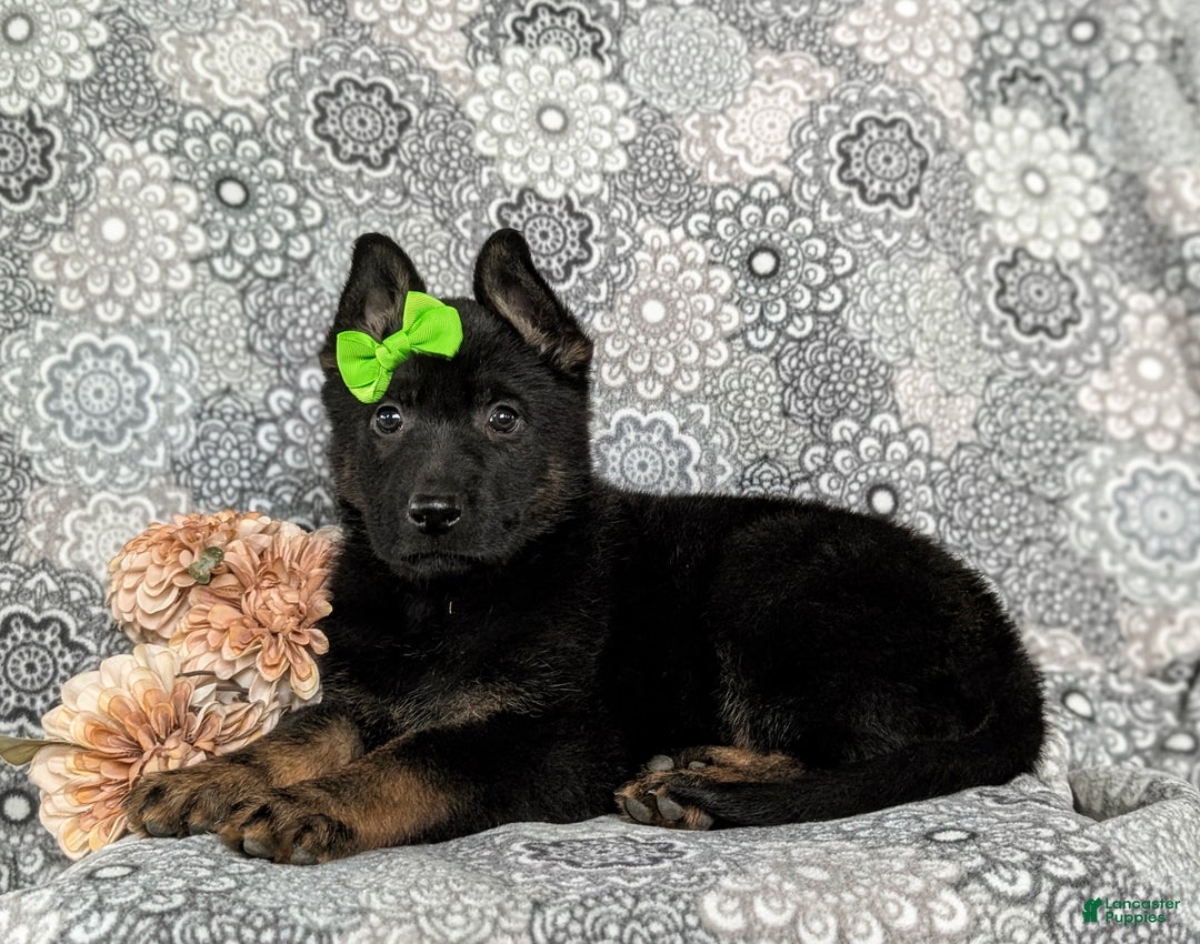 German Shepherd dogs for sale: Dayna - Ad 4