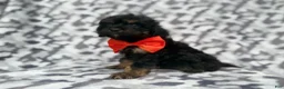 Cavapoo dogs for sale: Danny - Ad 4