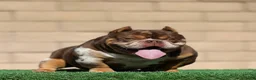 American Bully dogs for sale: American Bully Puppy 2 - Ad 2