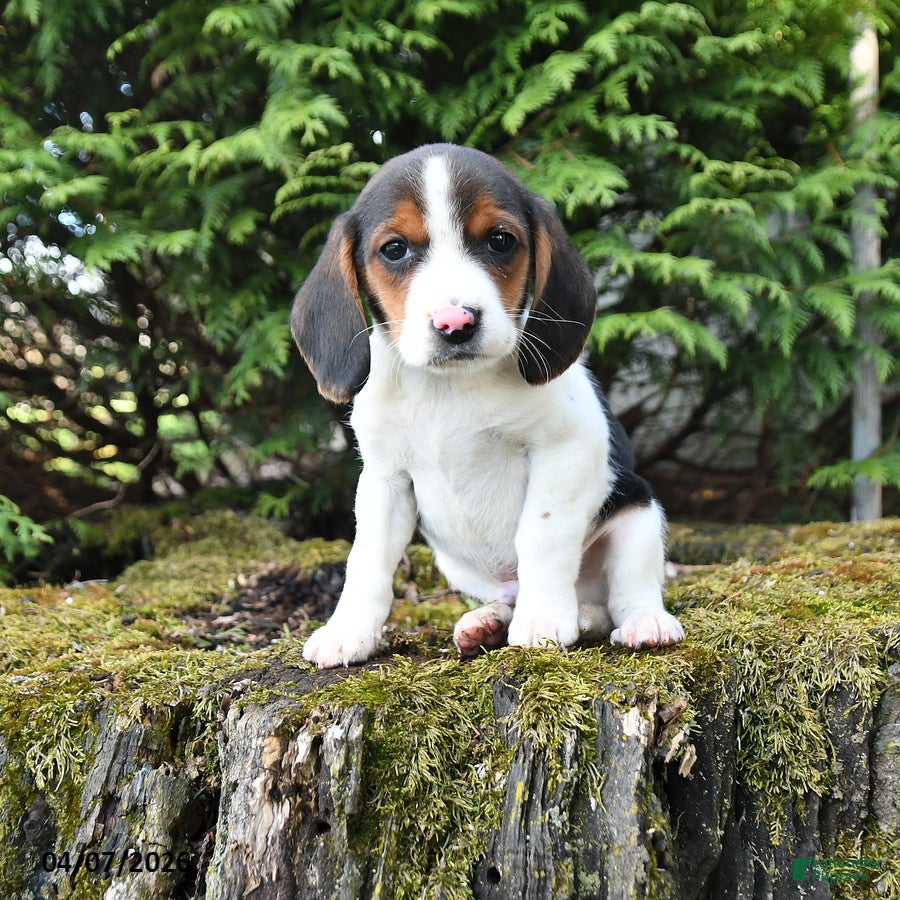 Beagle dogs Copper - Ad 1
