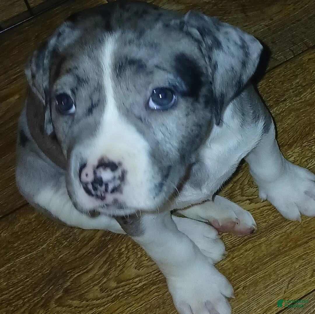American Pit Bull Terrier dogs for sale: American Pit Bull Terrier 6 - Ad 1