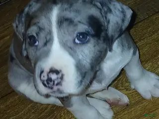 American Pit Bull Terrier dogs American Pit Bull Terrier 6 - Ad 36