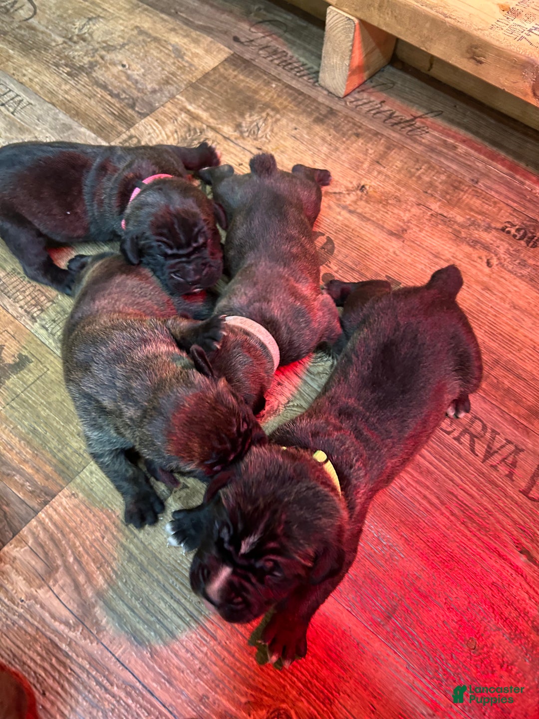 Cane Corso dogs for sale: Cane Corso Puppy 5 - Ad 2