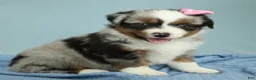 Miniature Australian Shepherd dogs for sale: Sage 🌿 - Ad 3
