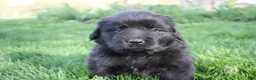 Newfoundland dogs for sale: Ember - Ad 9