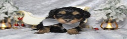 Aussiedoodle dogs for sale: Landon  - Ad 5