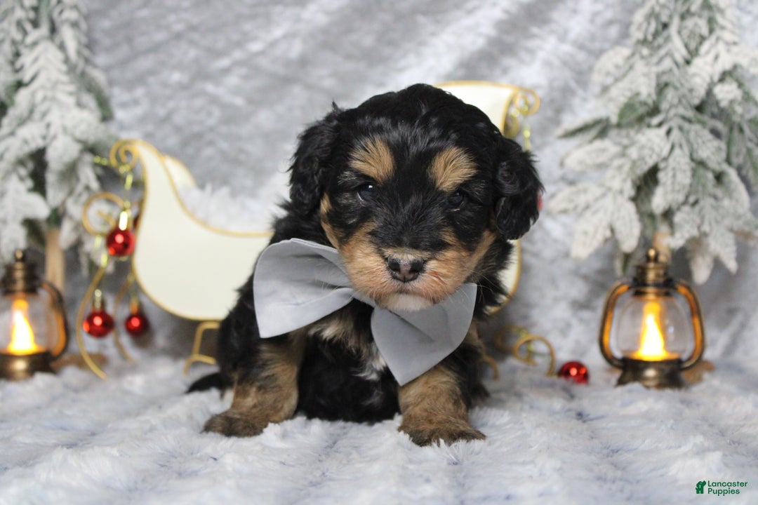 Aussiedoodle dogs for sale: Landon  - Ad 5