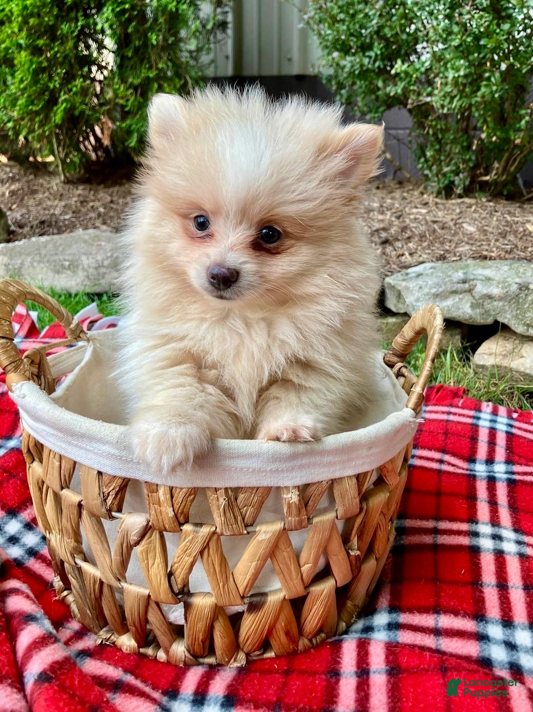 Pomeranian dogs Penny - Ad 1
