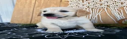 Golden Retriever dogs for sale: Gigi - Ad 3
