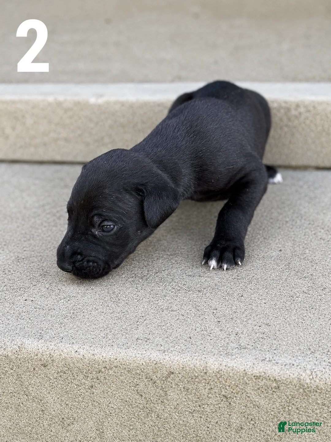 Great Dane dogs for sale: Male pup - Ad 2
