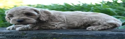 Cockapoo dogs for sale: Ollie - Ad 4
