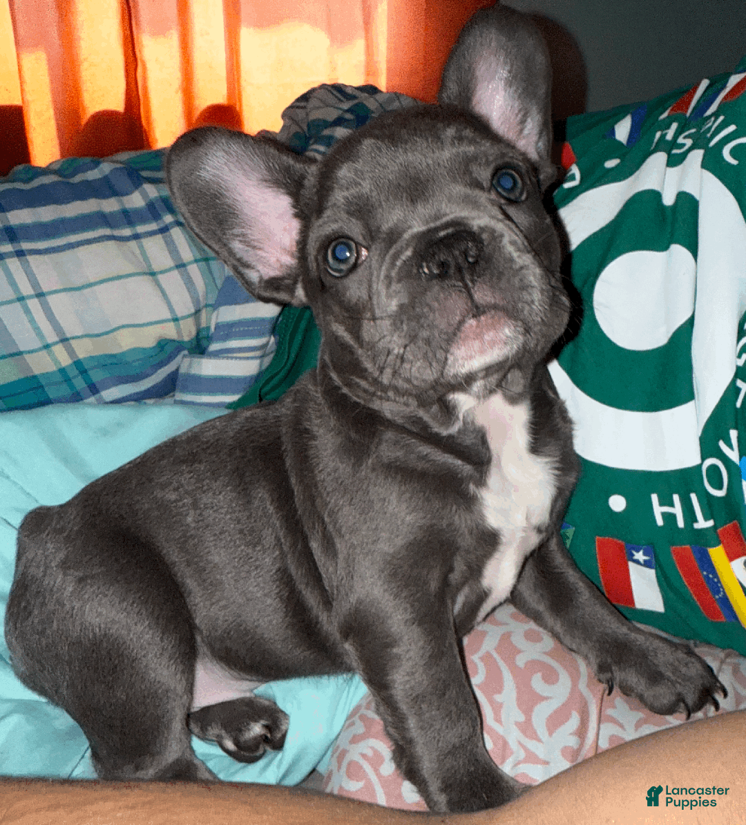 Grey blue eyes French Bulldog Puppies for sale Lancaster Puppies