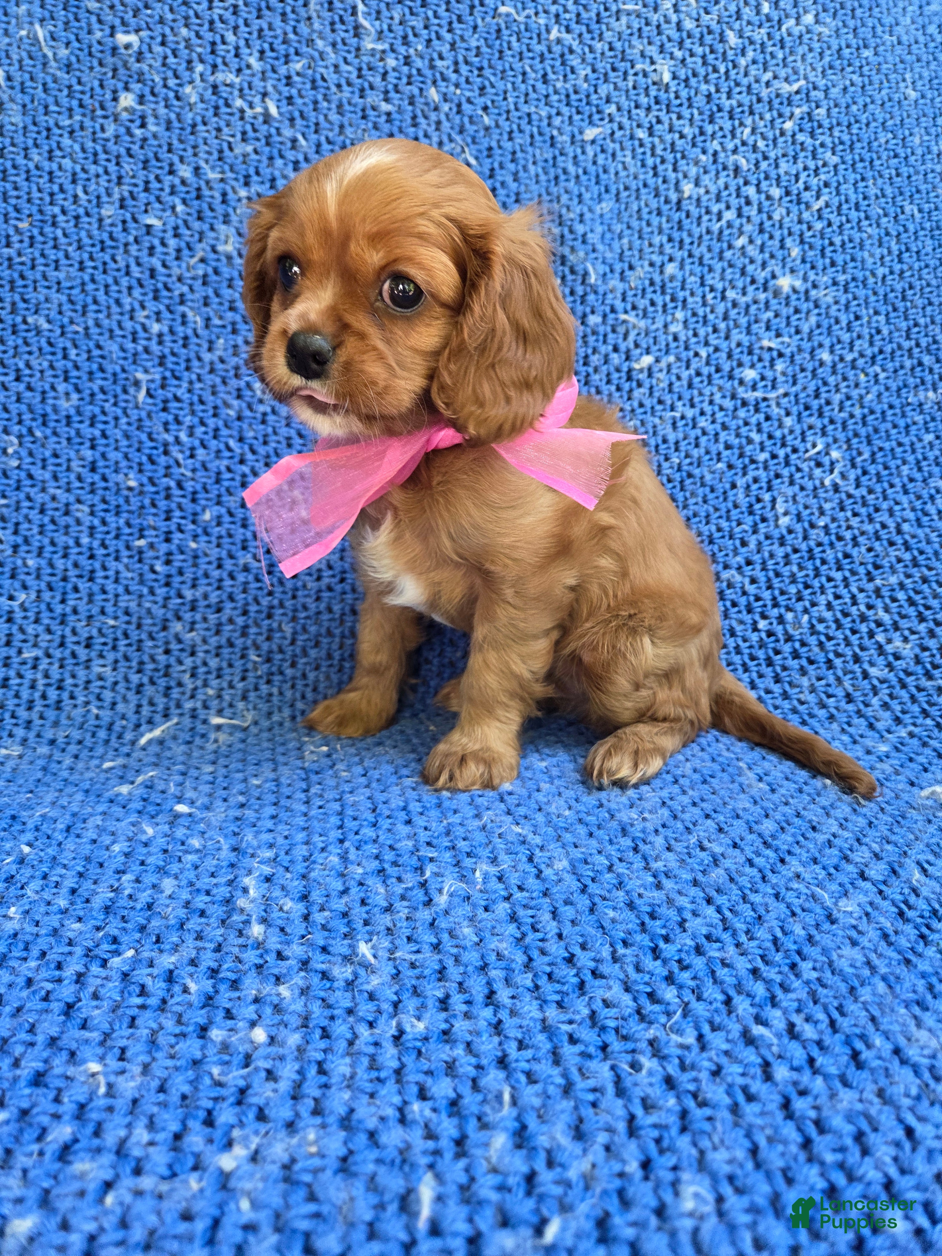 Cavalier King Charles Spaniel dogs Jenny - Ad 37