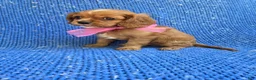 Cavalier King Charles Spaniel dogs for sale: Jenny - Ad 1