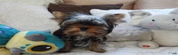 Yorkshire Terrier dogs for sale: Micro boy - Ad 2