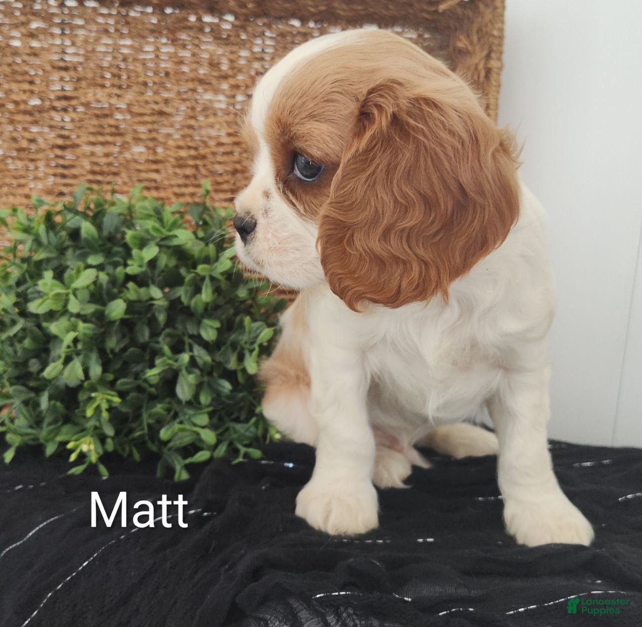 Cavalier King Charles Spaniel dogs Matt - Ad 1